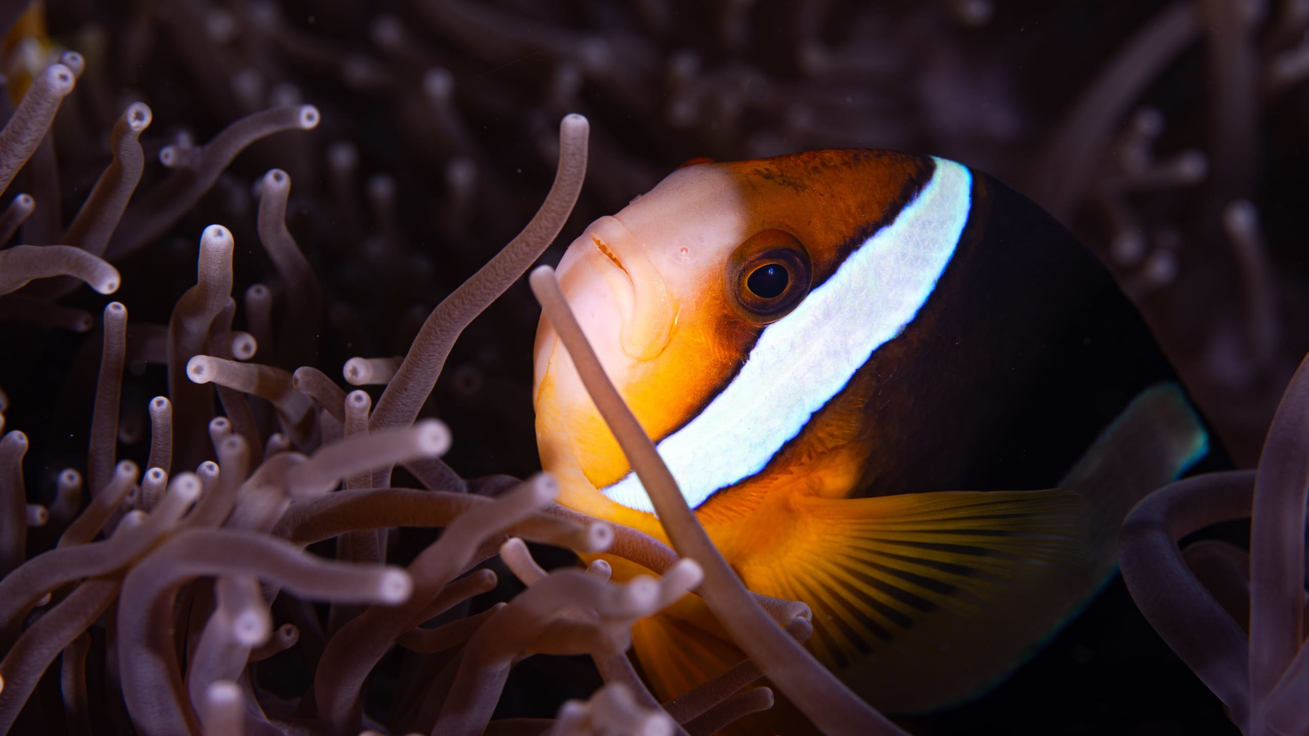 Nusa Penida Dive & Stay Packages